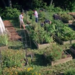 Two men working in a community garden
