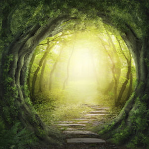 Road into a forest