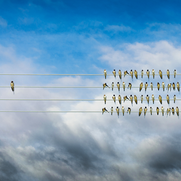 Birds on wires, one bird sits alone from the rest
